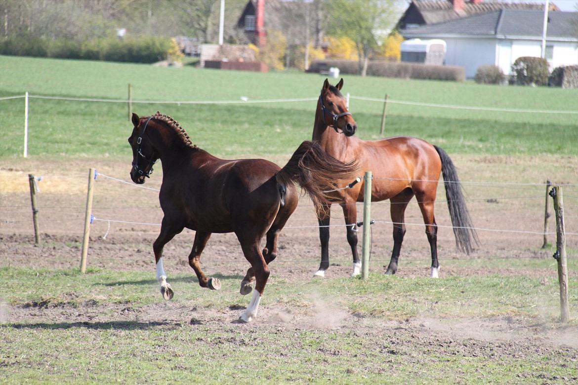 DSP Maj I af Lergraven billede 16