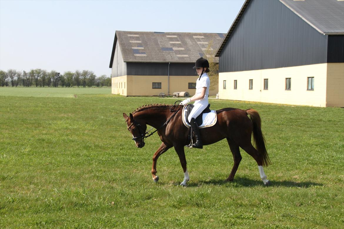 DSP Maj I af Lergraven billede 17