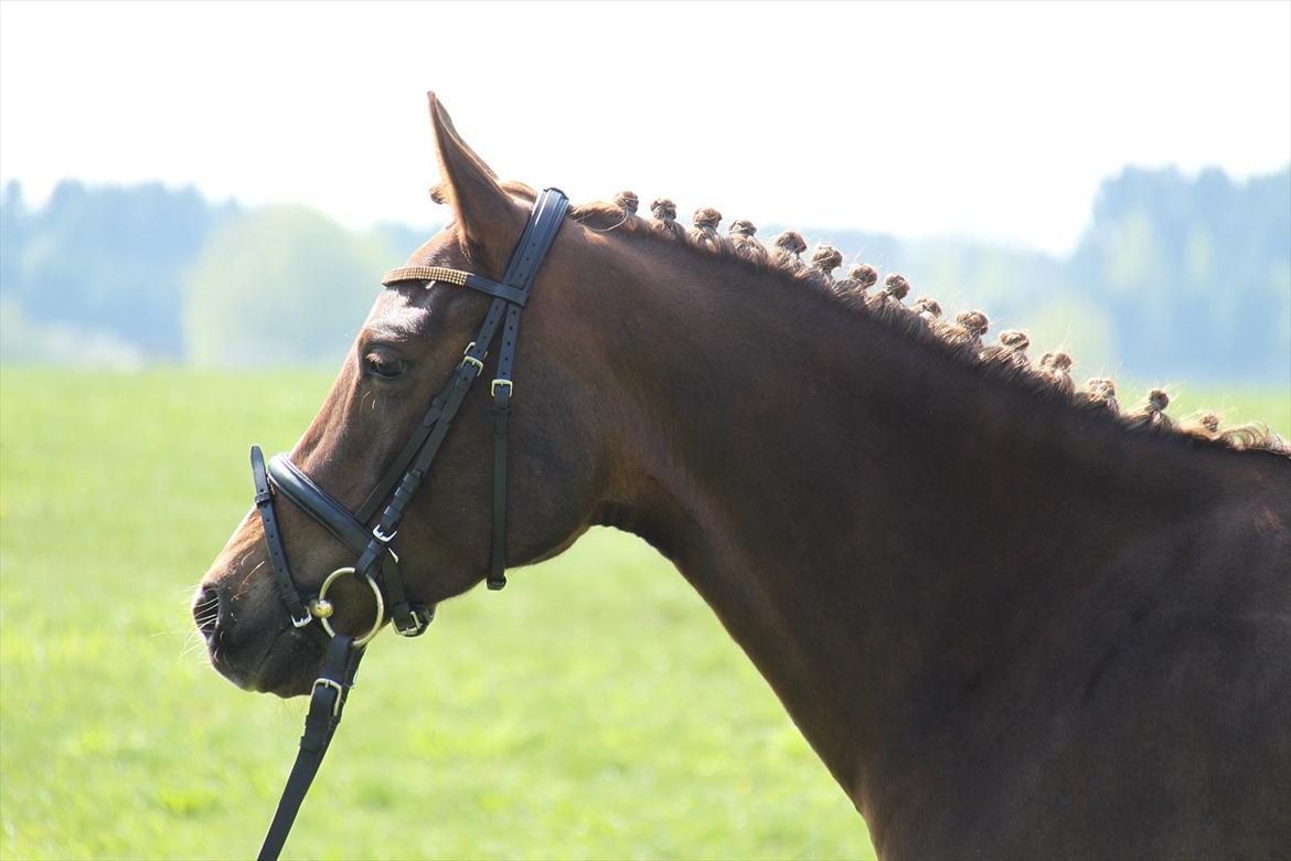 DSP Maj I af Lergraven billede 18