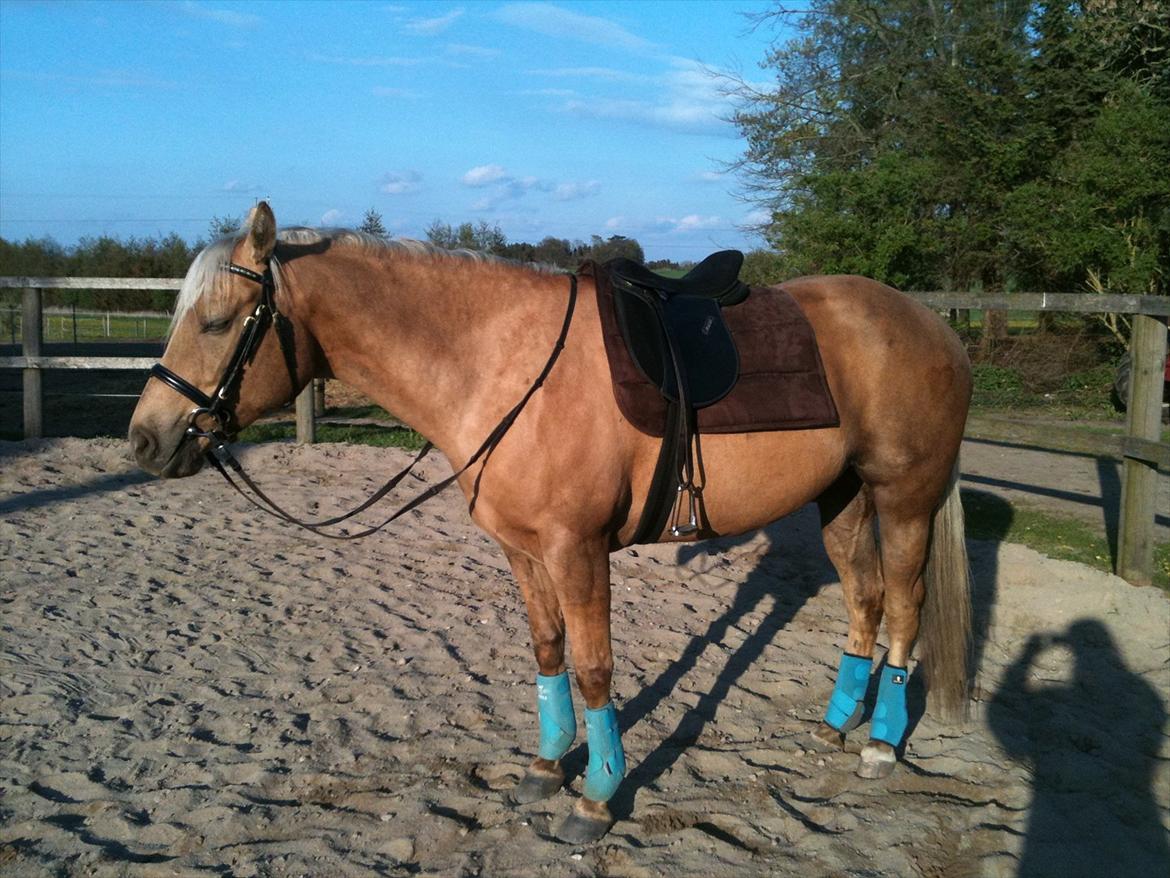 Quarter Tes Twinkie Winkie billede 16