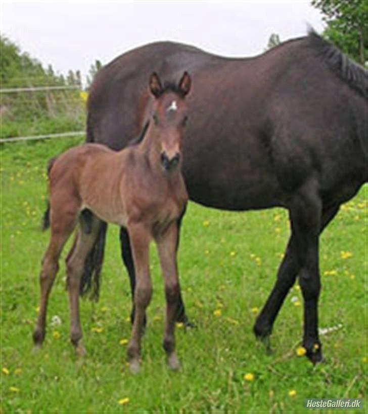 Anglo Araber (AA) Raypawers Seabiscuit  - Kiksen Som lille baby :) * Billed lånt af gamle ejer * billede 20