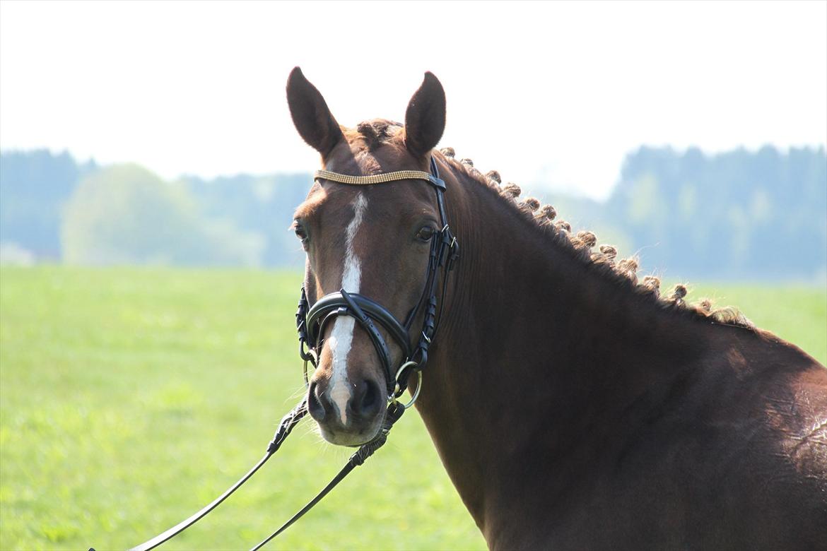 DSP Maj I af Lergraven billede 19