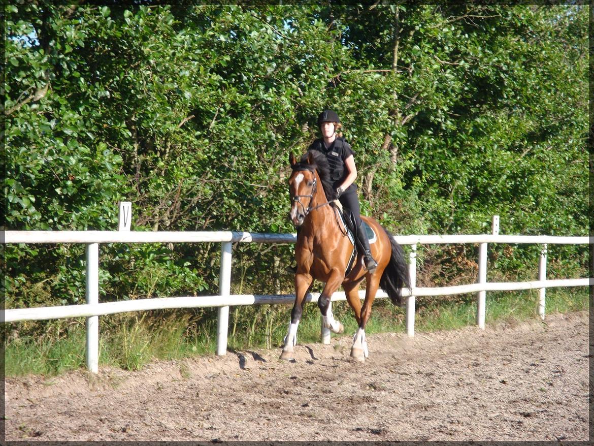 Dansk Varmblod D'Niemann-Sølyst [Himmelhest] - Opvarmning til springning 06.07.11. Lidt galop ned ad langsiden på Nygård. billede 10