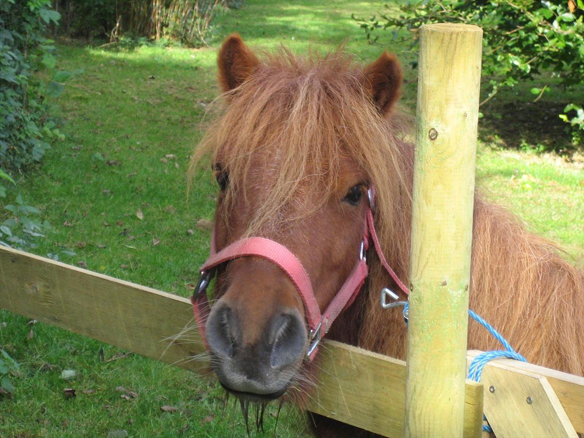 Shetlænder Lukas - Velkommen til LUKAS profil lig gerne en kommentar  
Lukas min Guldklump Elsker dit udtryk billede 1