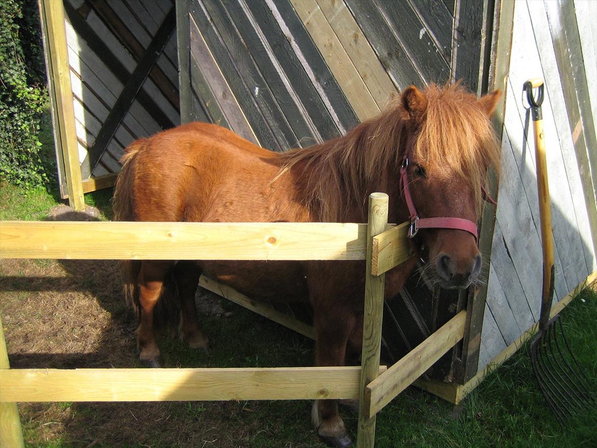 Shetlænder Lukas - så flot  billede 2