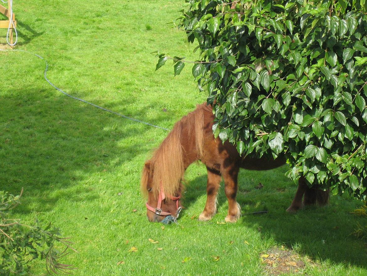 Shetlænder Lukas - på ballade i haven  billede 11