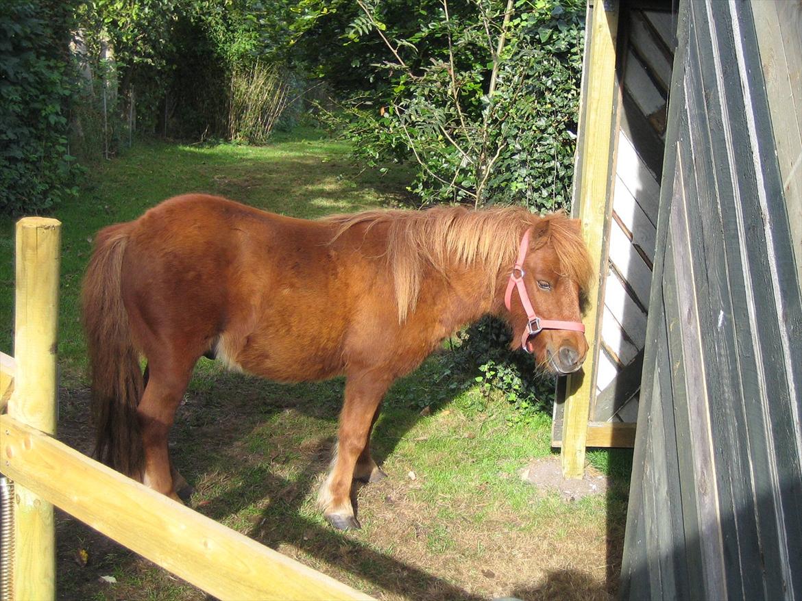 Shetlænder Lukas - pjusketrold billede 4