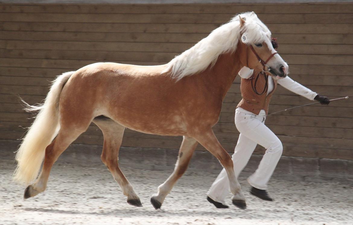 Tyroler Haflinger Sylgiva - DTH kåring 2011 Sylgia billede 2