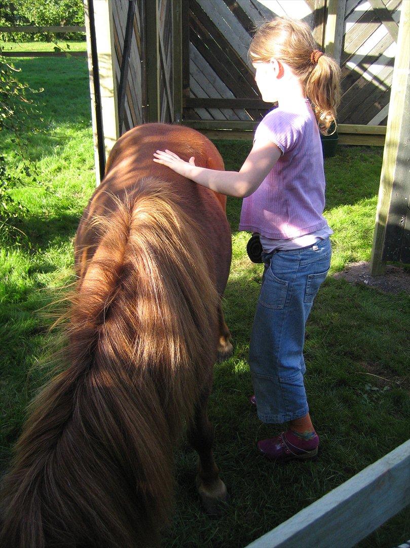 Shetlænder Lukas - mig da jeg næsten lige havde fået ham billede 5