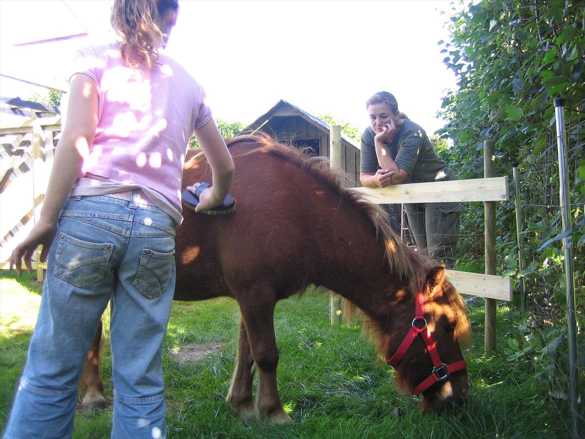 Shetlænder Lukas - mig billede 6