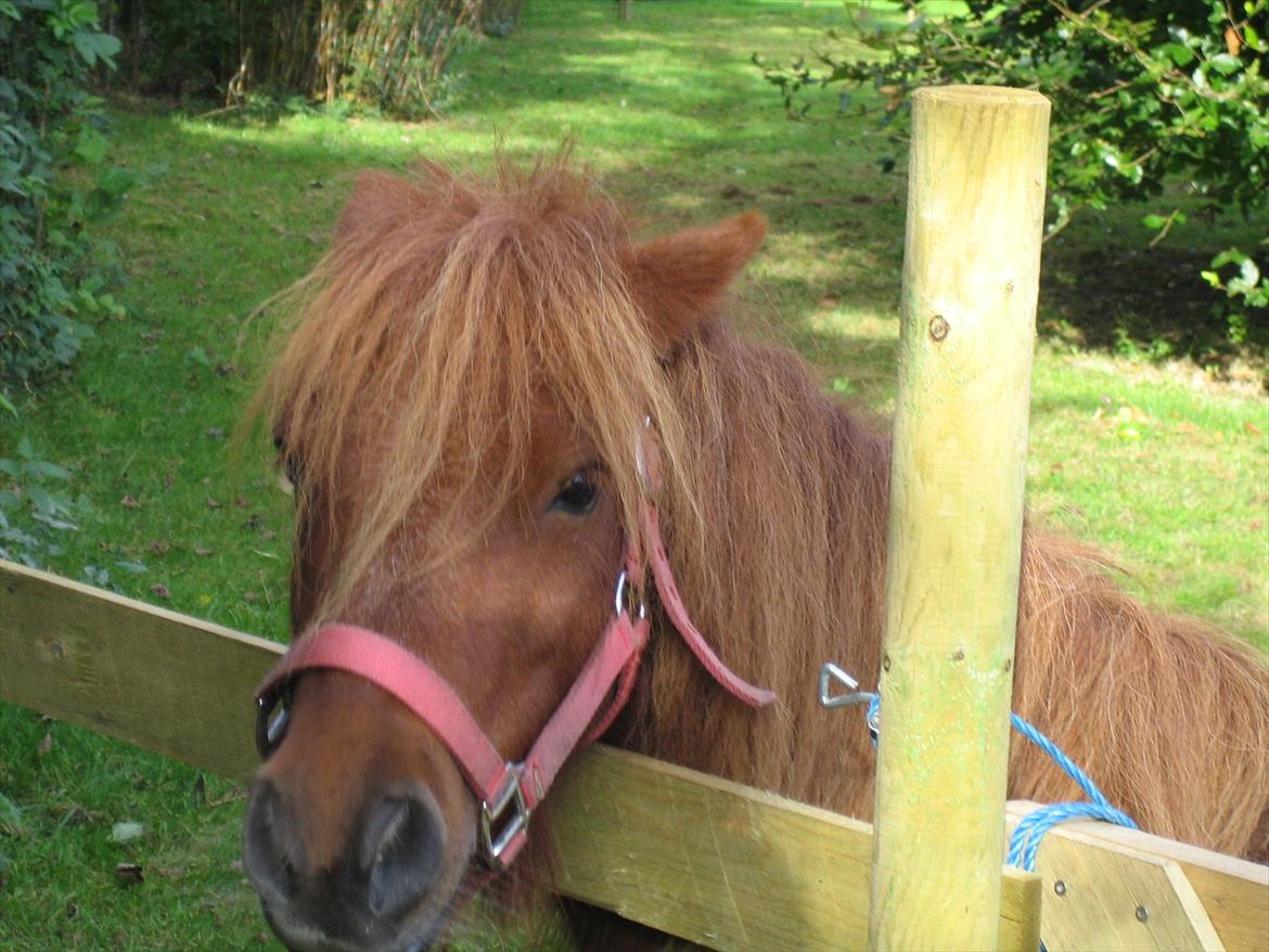 Shetlænder Lukas - doven  billede 3