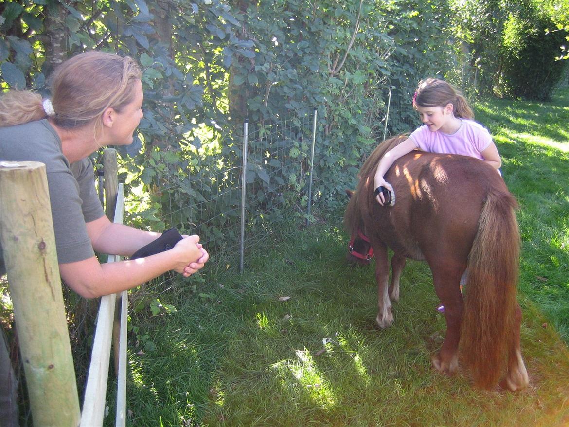 Shetlænder Lukas - mig min mor og min guldklump billede 7