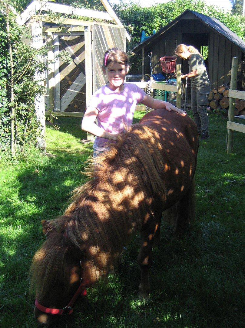 Shetlænder Lukas - min kærlighed vil ingen ende tag billede 8