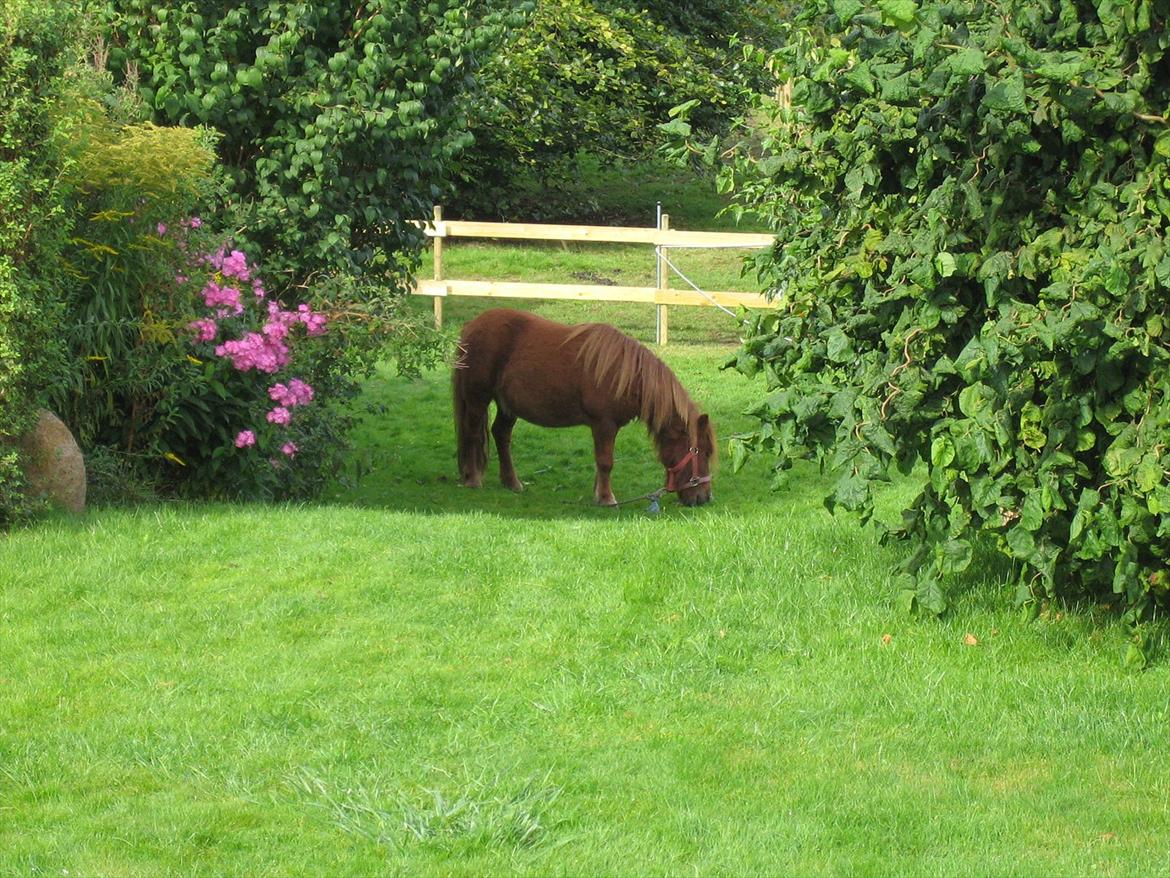 Shetlænder Lukas - lukas aka udbyder kongen  billede 10