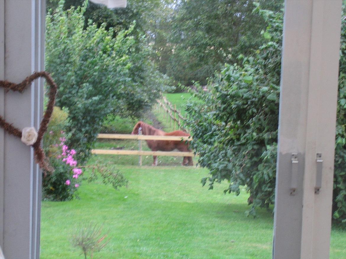 Shetlænder Lukas billede 9