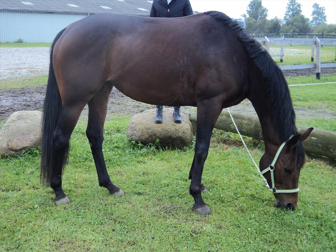 Anden særlig race Tatianna billede 1