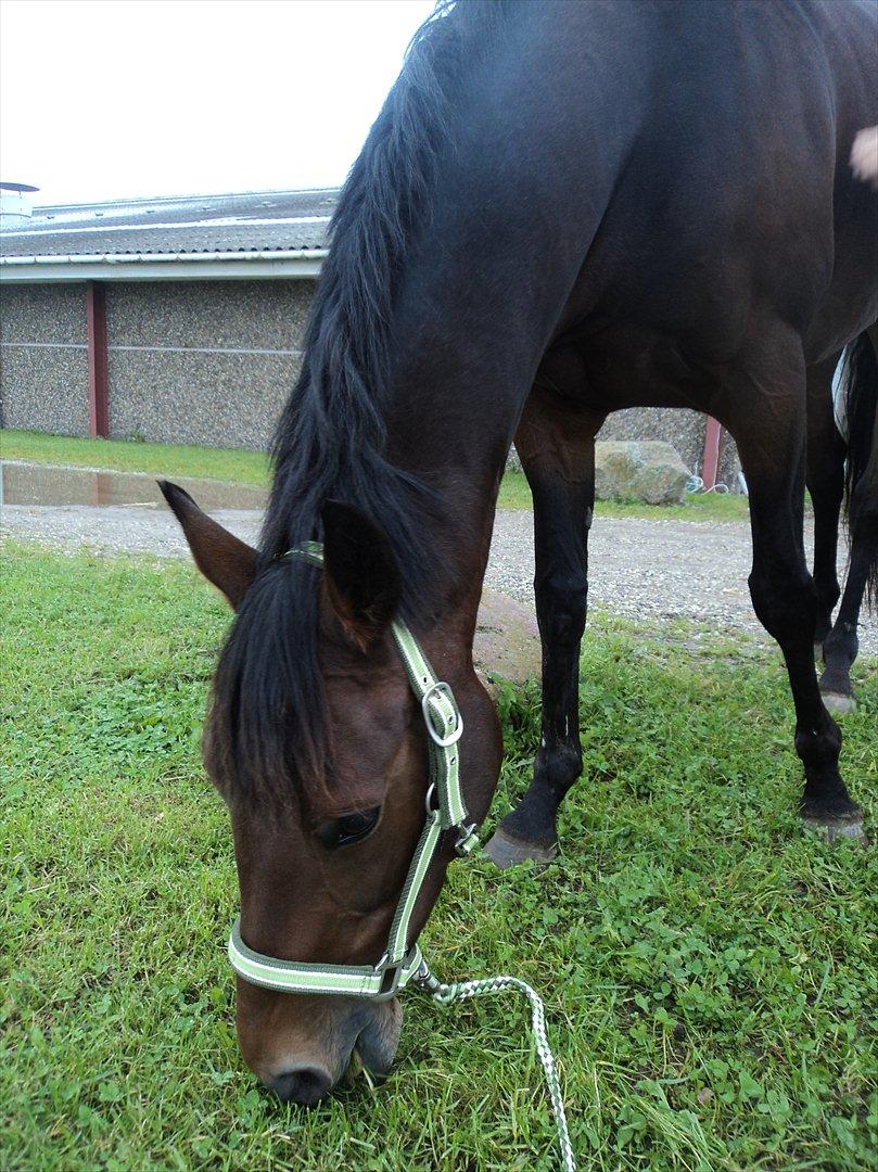 Anden særlig race Tatianna billede 2