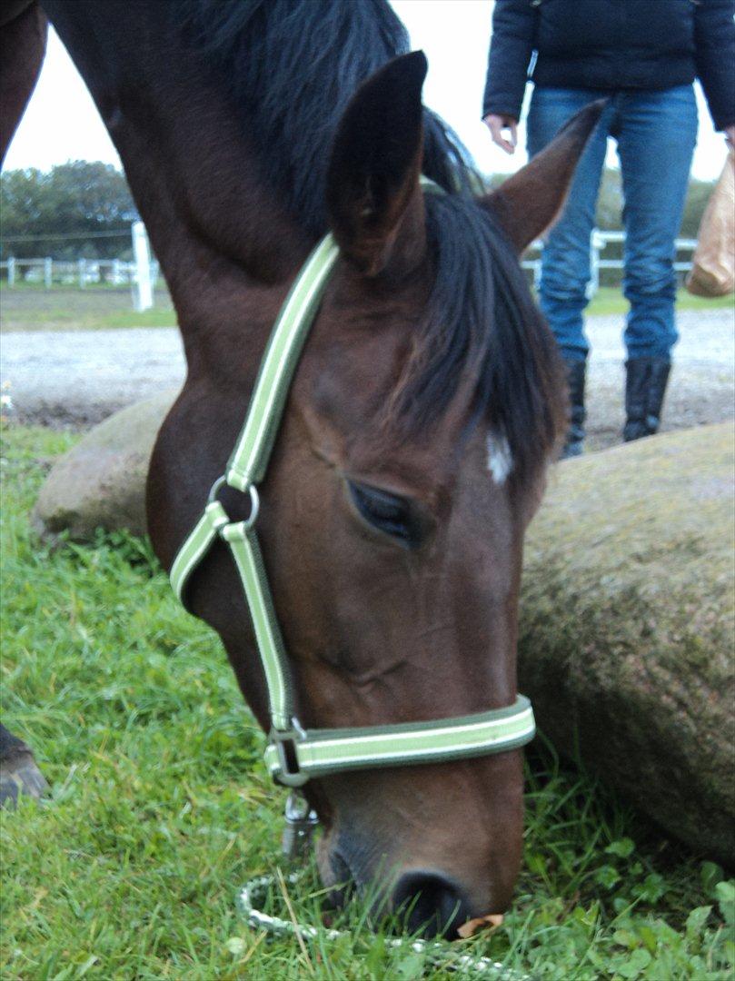 Anden særlig race Tatianna billede 3