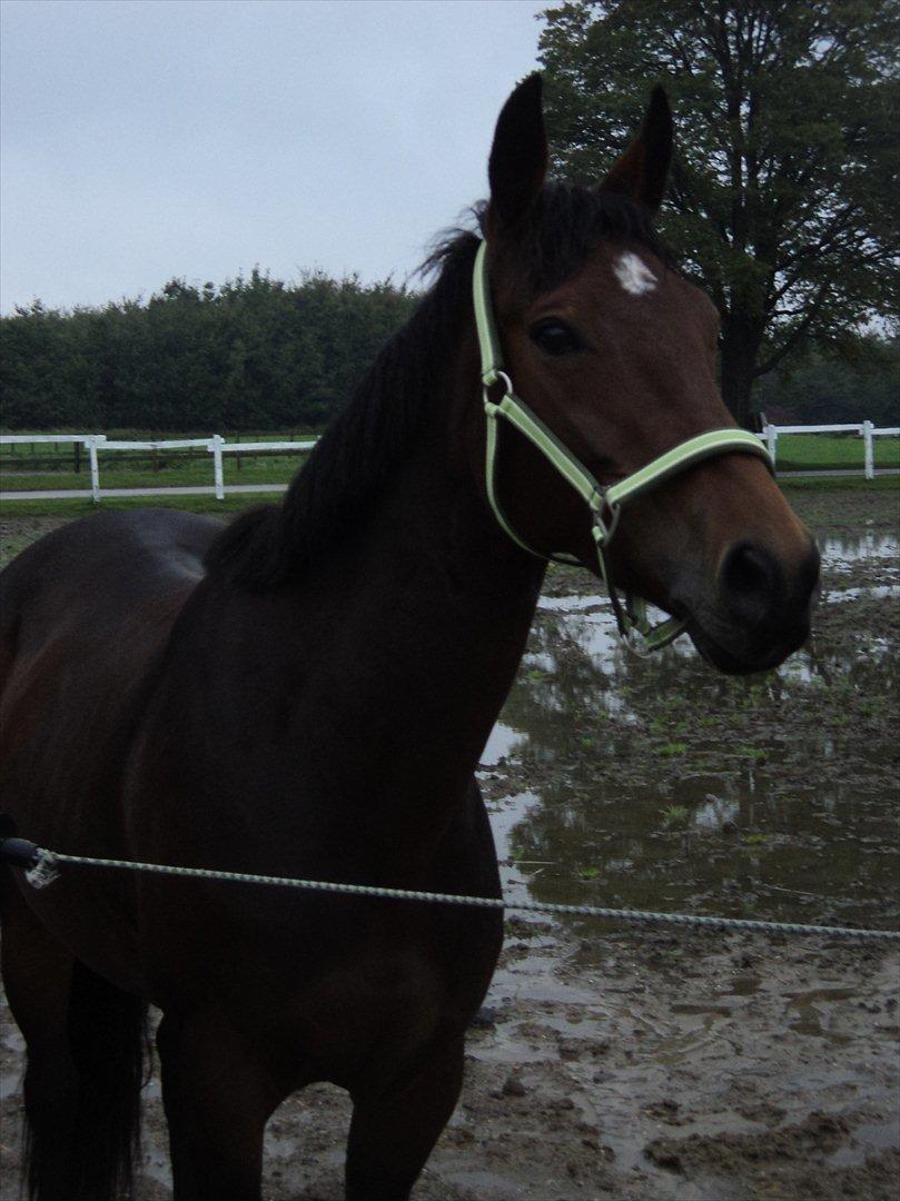 Anden særlig race Tatianna billede 5