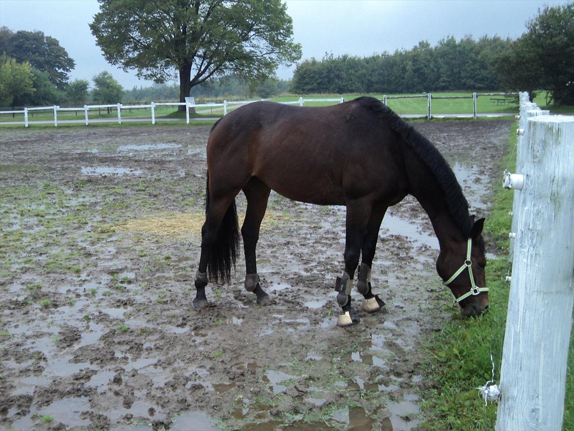 Anden særlig race Tatianna billede 6