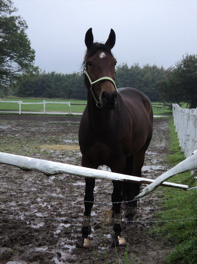 Anden særlig race Tatianna billede 7