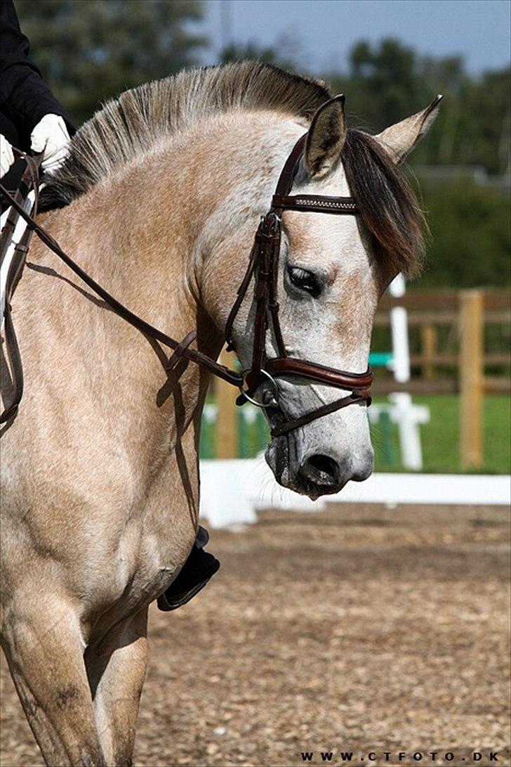 Anden særlig race Remember Me (Solgt) - D5 mesterskab i dressur, her i en LA1 <3
Billedet er taget og købt af CTfoto. billede 1