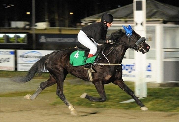 Traver Nina Corleone(Solgt) - Billed fra travløb i 2009.  billede 1