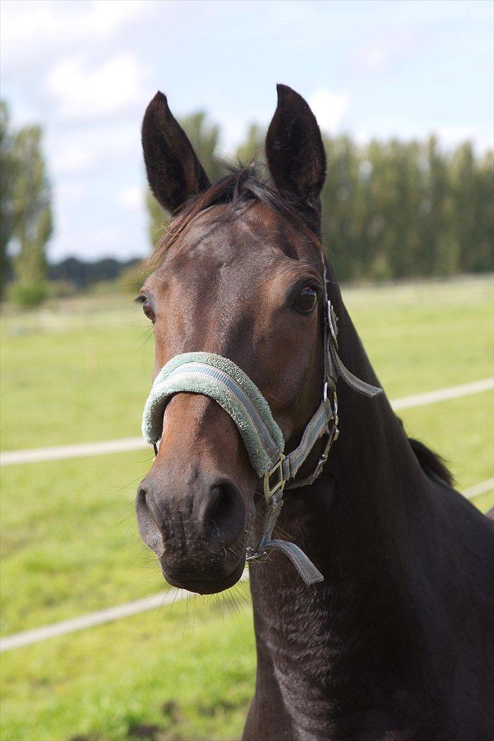 Anden særlig race Beauty - Smukke Beauty på folden :) billede 2