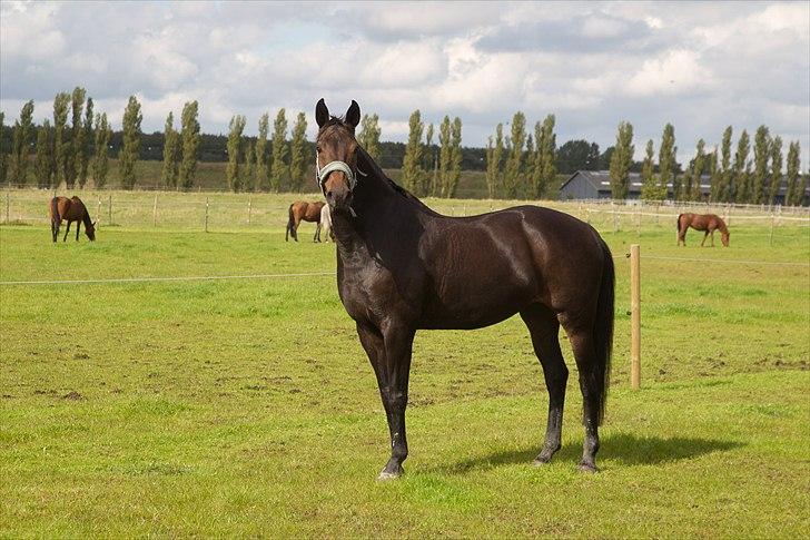 Anden særlig race Beauty billede 3