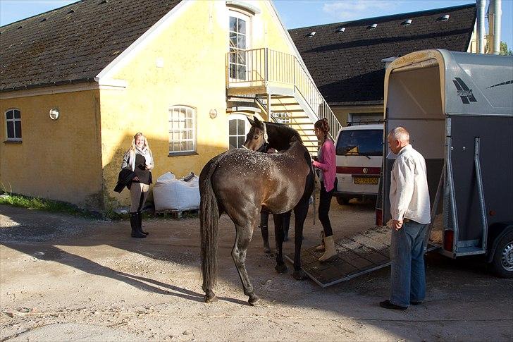 Anden særlig race Beauty - Beauty kommer ud af traileren og ser sit nye hjem (: billede 6