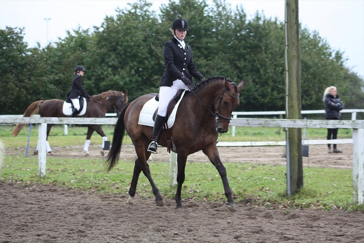 Dansk Varmblod Las-Vegas-EM billede 17