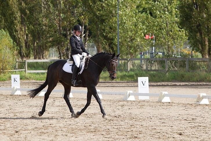 Anden særlig race Beauty billede 15