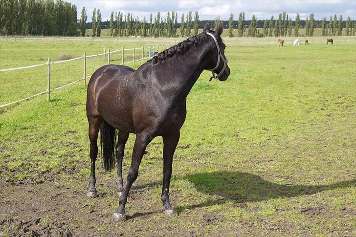 Anden særlig race Beauty - Ser ud på hendes nye venner for første gang billede 4