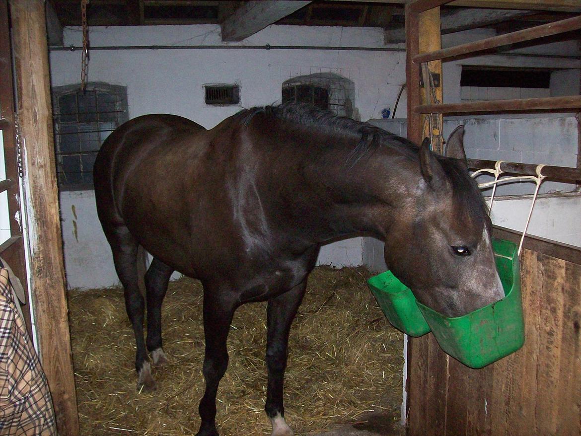 Anden særlig race  flik flak billede 18