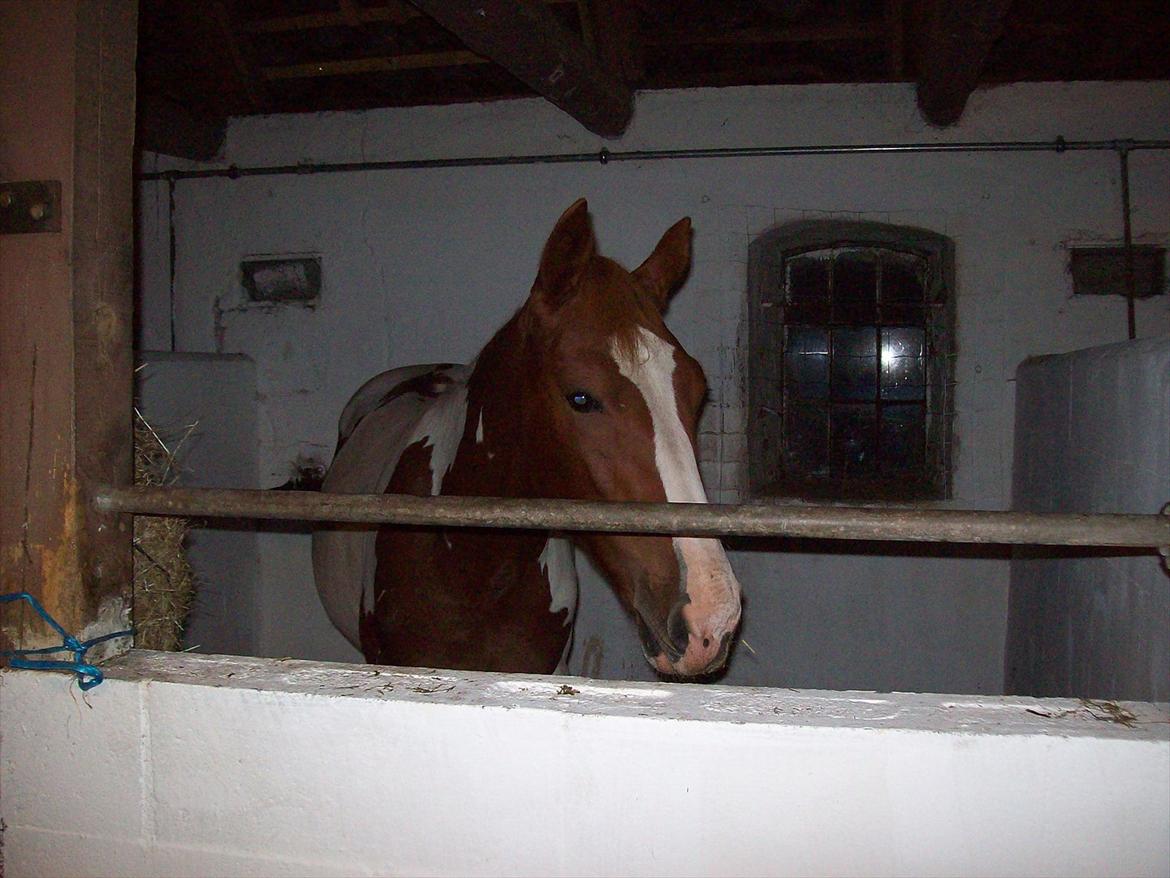 Pinto TAROCK  - D.20.9.11 vægt 365 kr en stor basse efter hånden  billede 1
