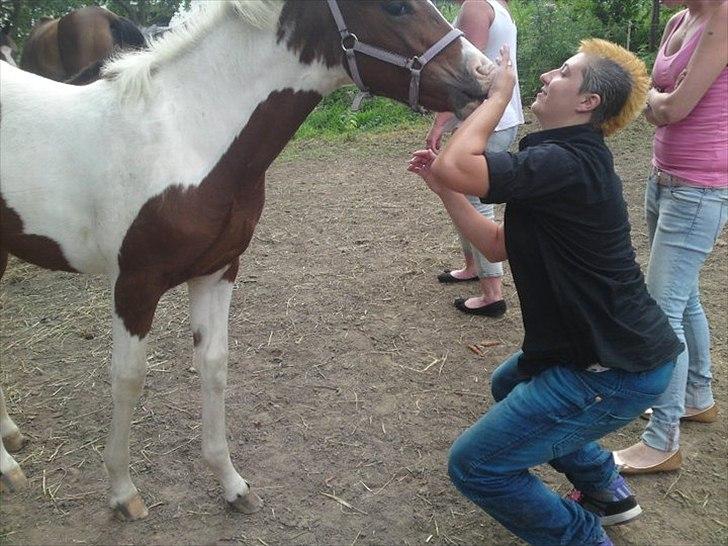 Pinto Honey Blossom Shiela billede 2