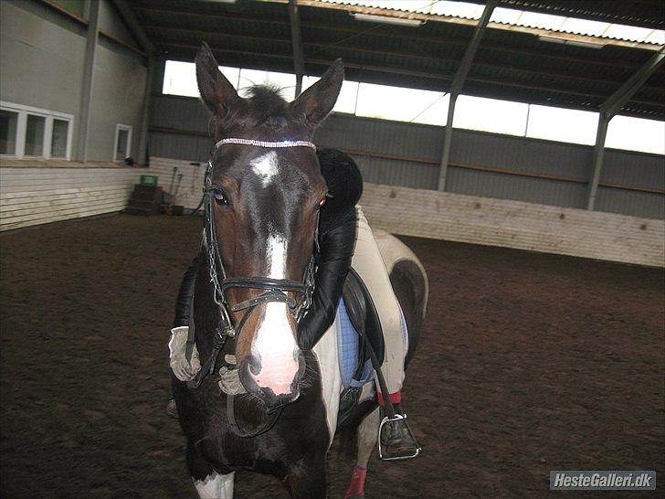 Anden særlig race Scarlett billede 11