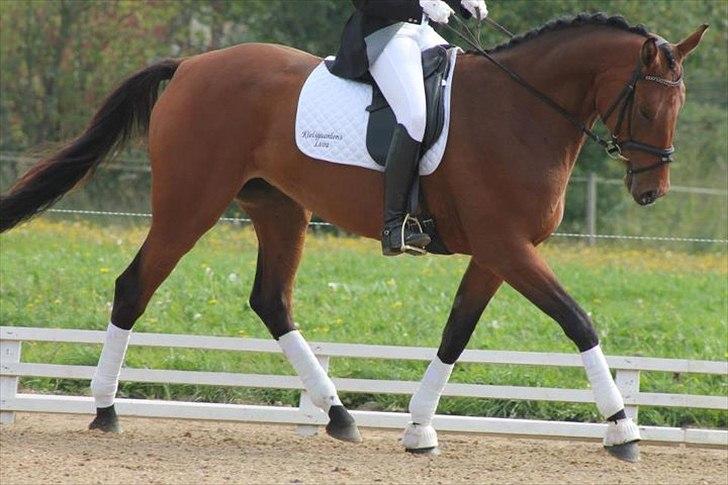 Dansk Varmblod Kielsgaardens Liva  billede 10