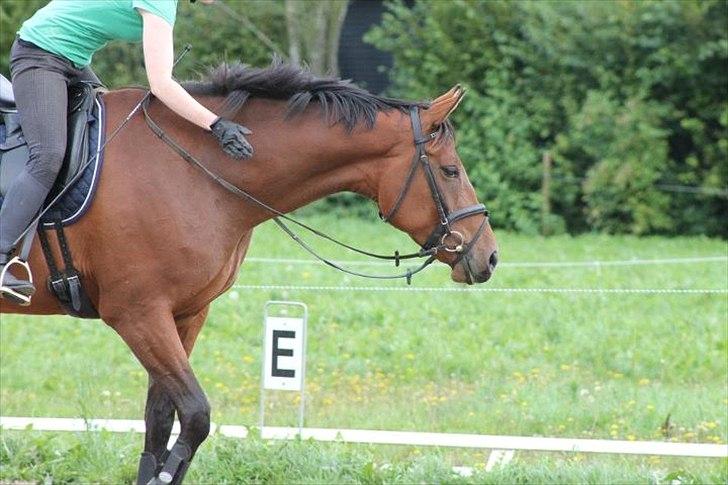 Dansk Varmblod Kielsgaardens Liva  billede 11