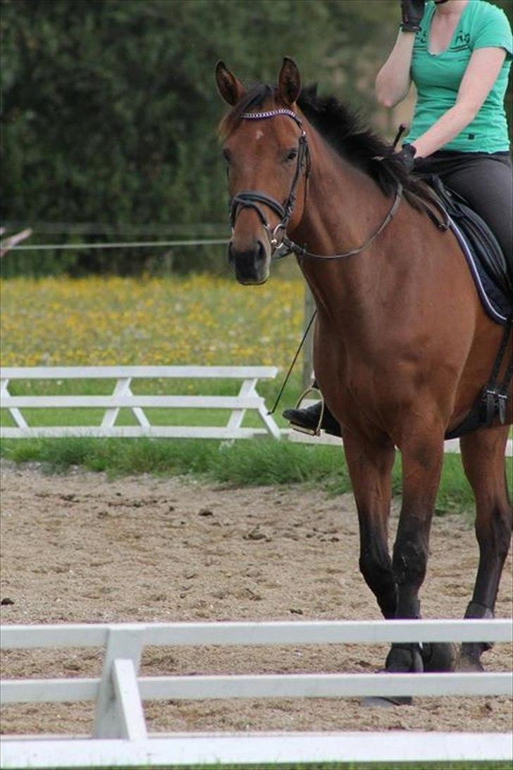 Dansk Varmblod Kielsgaardens Liva  billede 12