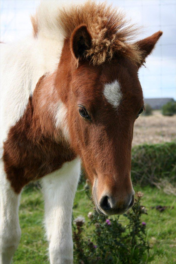 Anden særlig race Aladin billede 1