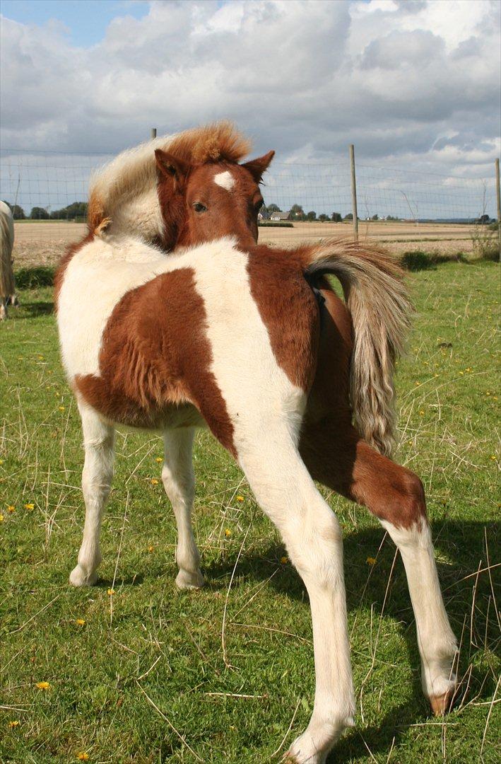 Anden særlig race Aladin billede 13