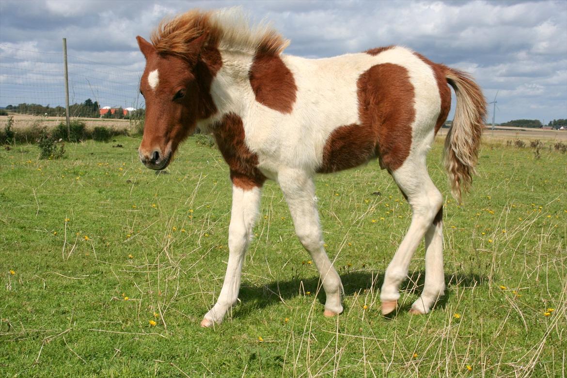 Anden særlig race Aladin billede 14