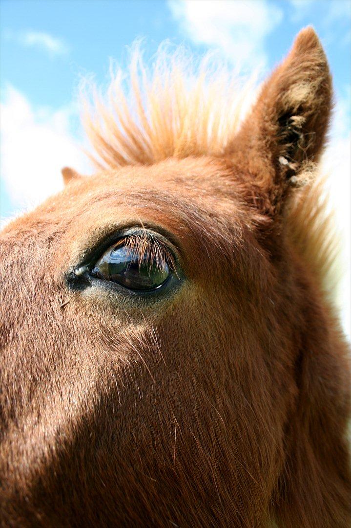 Anden særlig race Aladin - Aladin vil have nærkontakt billede 15