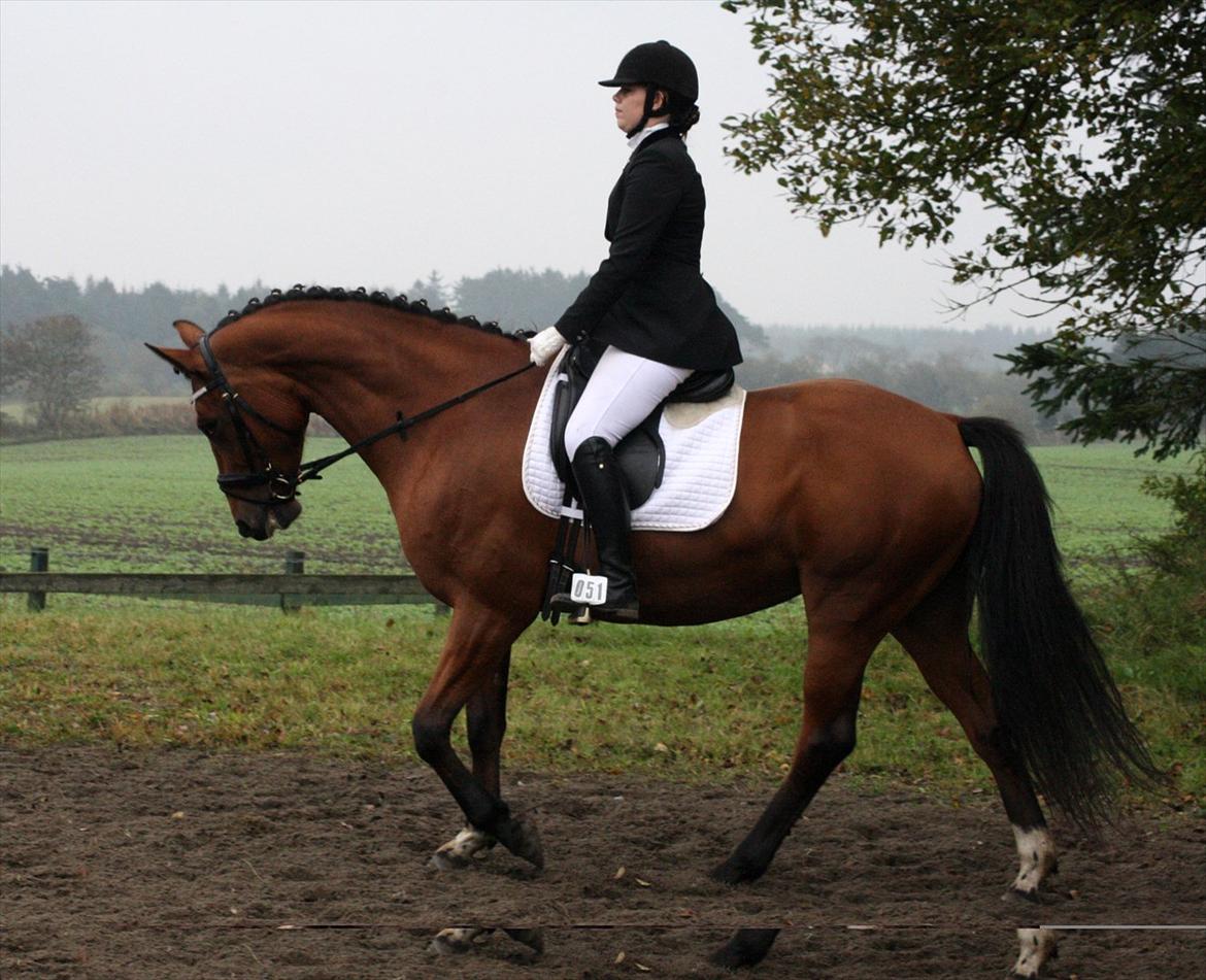 Dansk Varmblod Capella le fay •RIP• billede 10