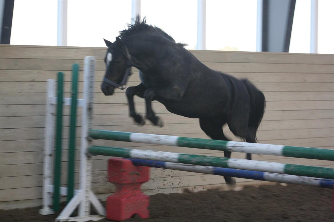 Welsh Pony (sec B) Pandarosa Cloe *SOLGT* billede 16
