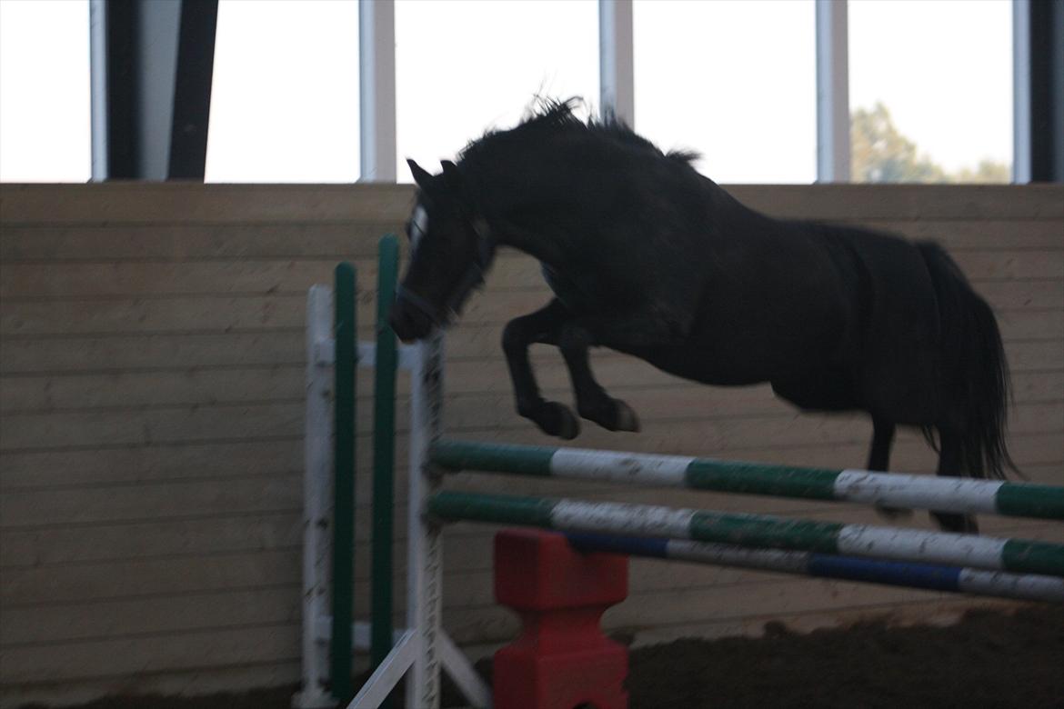 Welsh Pony (sec B) Pandarosa Cloe *SOLGT* - Løsspring ca.105 cm ;) billede 17