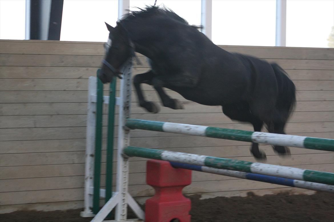 Welsh Pony (sec B) Pandarosa Cloe *SOLGT* - løsspring ca. 110 cm <3 billede 18