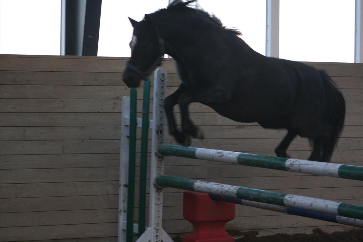 Welsh Pony (sec B) Pandarosa Cloe *SOLGT* - 115 cm.! <3 billede 19