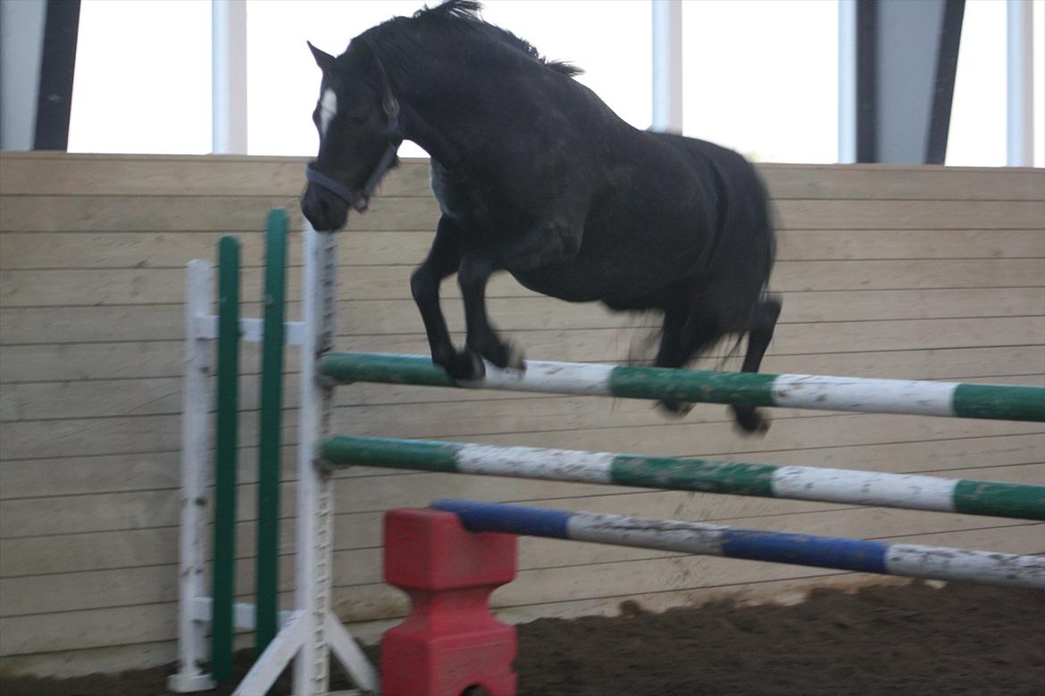 Welsh Pony (sec B) Pandarosa Cloe *SOLGT* - 120 cm!!:D billede 20